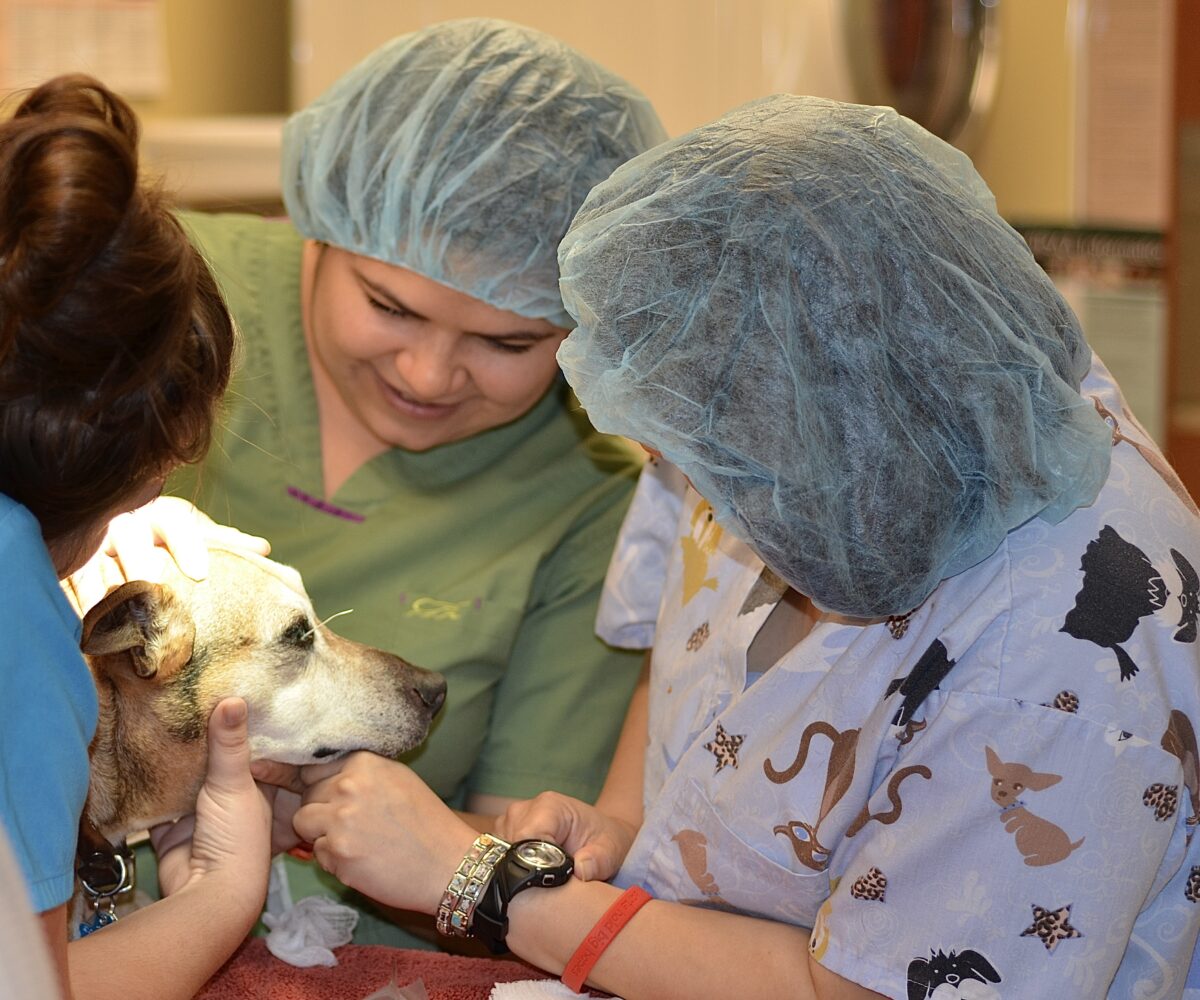 About Veterinary Eye Center of Oklahoma